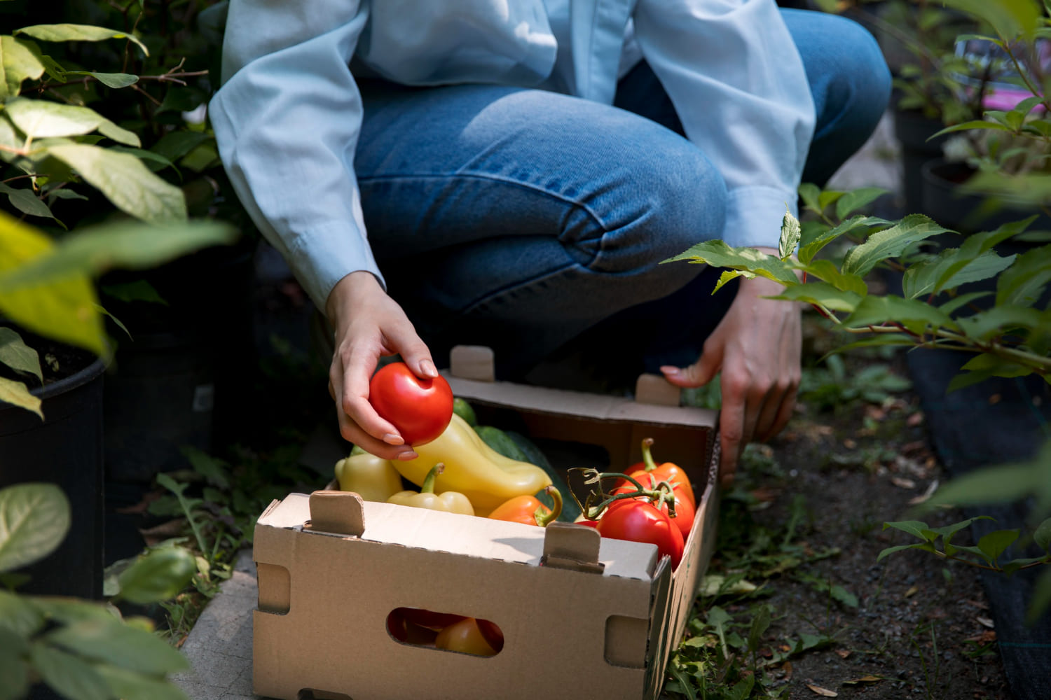 Recolección de alimentos